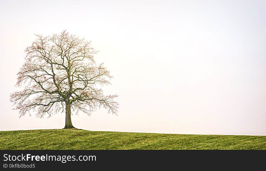 Tree, Sky, Branch, Woody Plant