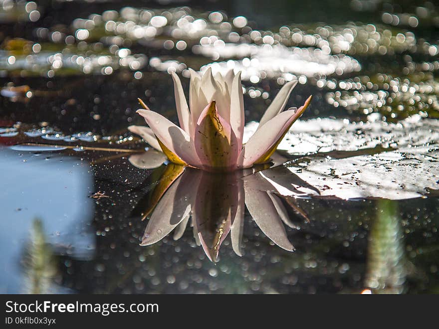 Flora, Flower, Water, Plant