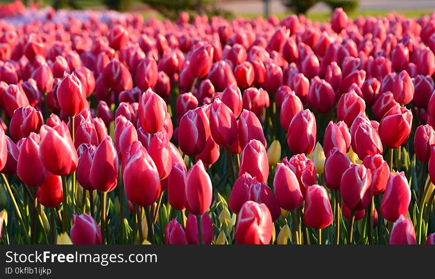 Flower, Plant, Flowering Plant, Tulip