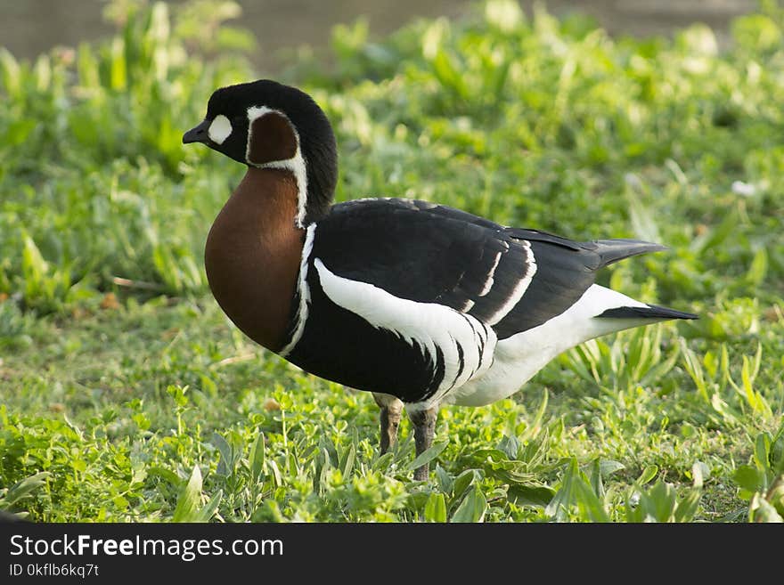 Bird, Water Bird, Fauna, Beak