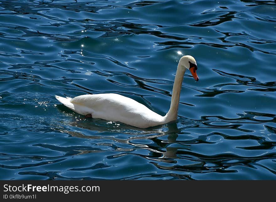 Swan, Water, Bird, Water Bird