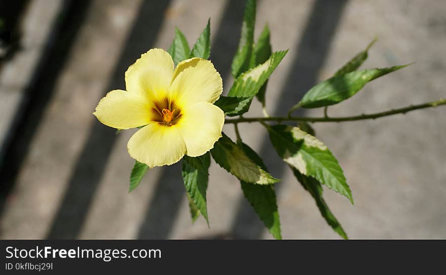 Flower, Yellow, Plant, Flora