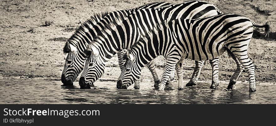 Wildlife, Zebra, Black And White, Terrestrial Animal