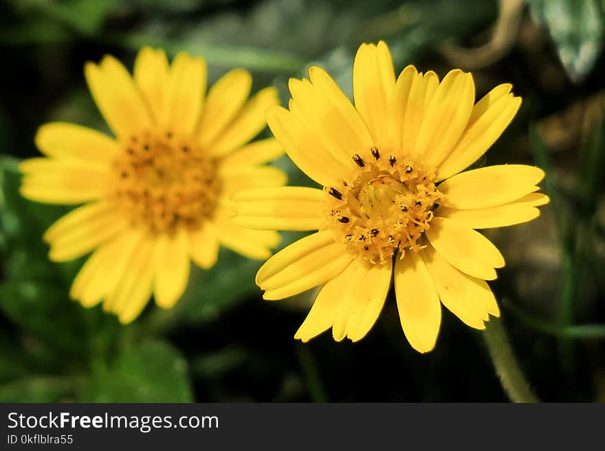 Flower, Yellow, Flora, Wildflower