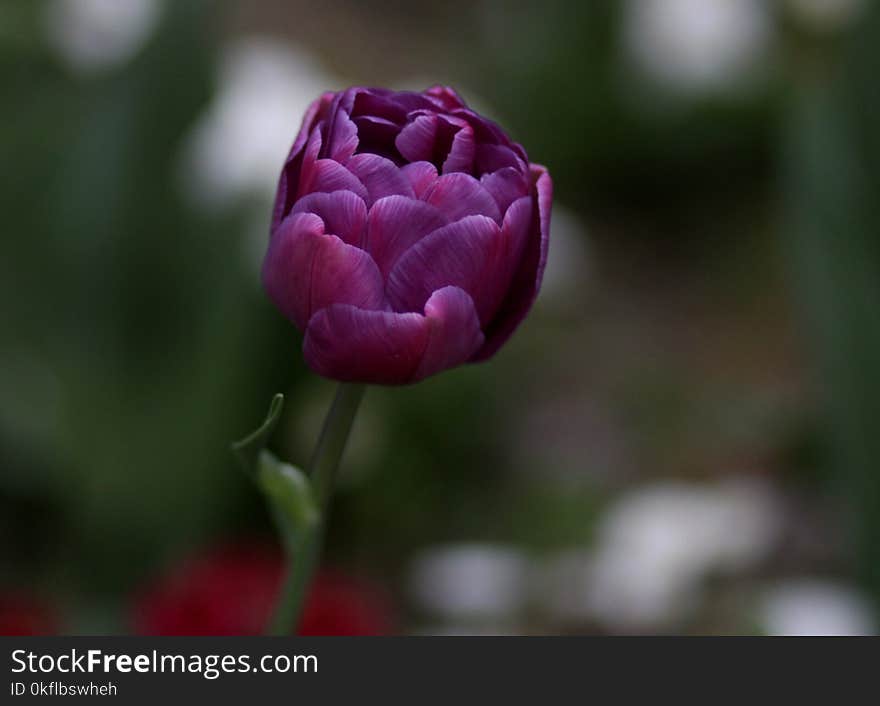 Flower, Plant, Bud, Close Up