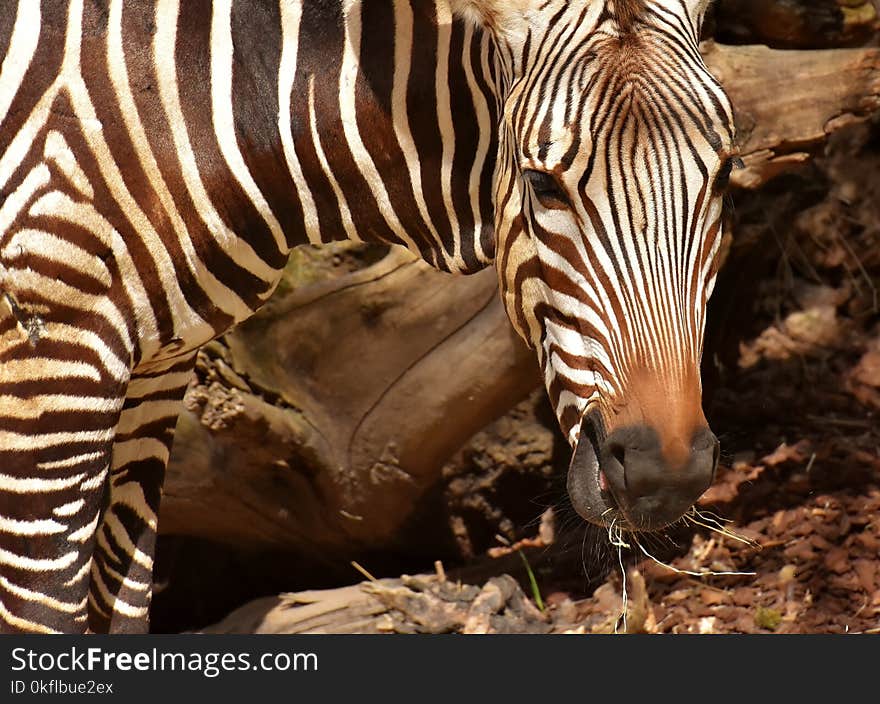 Wildlife, Terrestrial Animal, Zebra, Mammal