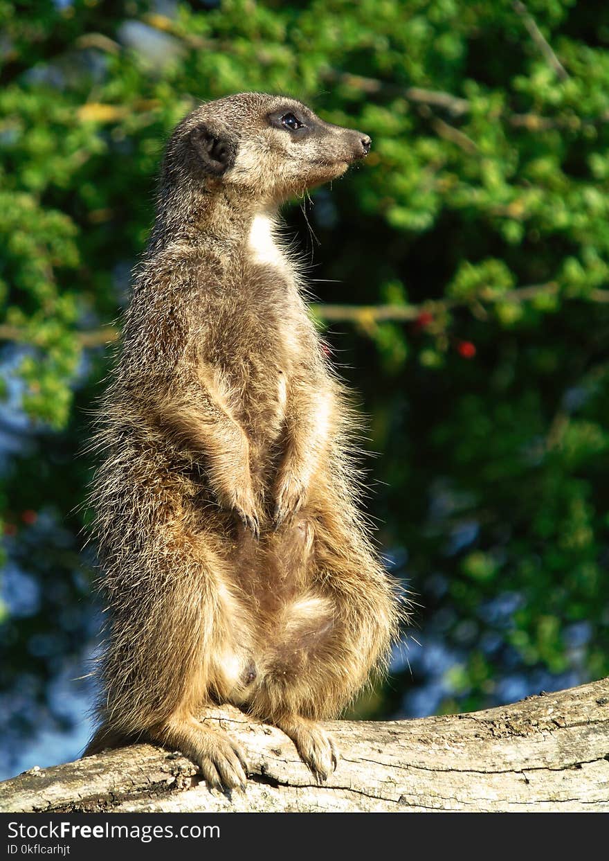 Meerkat, Mammal, Fauna, Terrestrial Animal