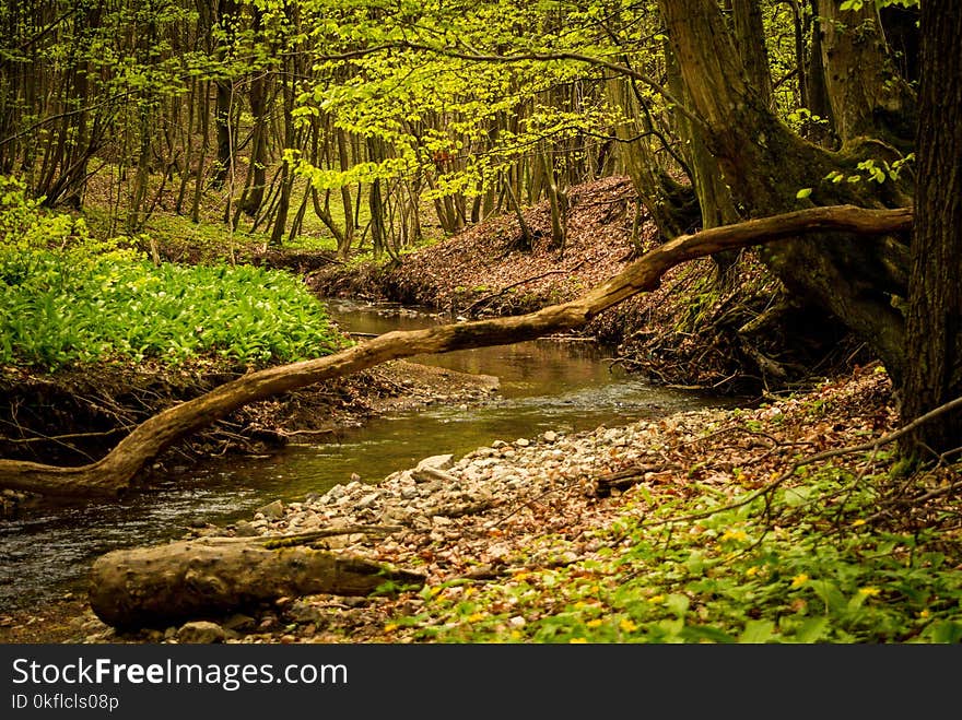 Nature, Vegetation, Water, Nature Reserve