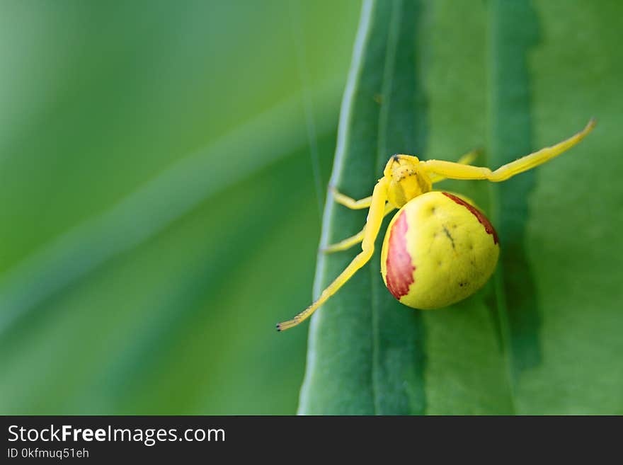 Spider with yellow and orange body