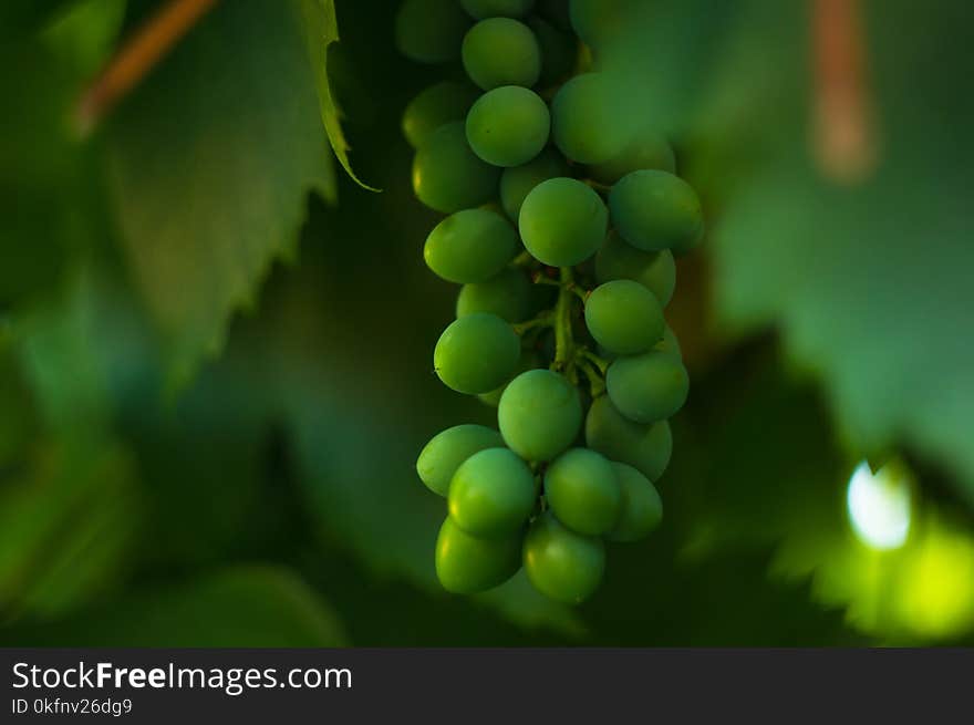 Large grapes cluster amber color and green leaves