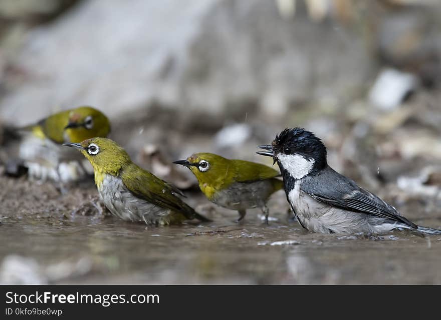 The Cinereous tit