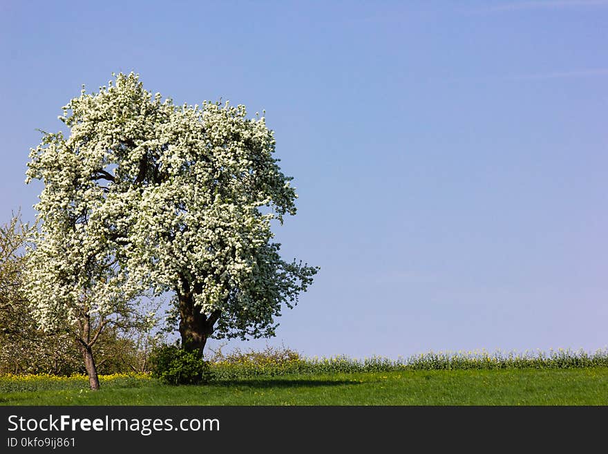 apple tree with blossom on the horizon