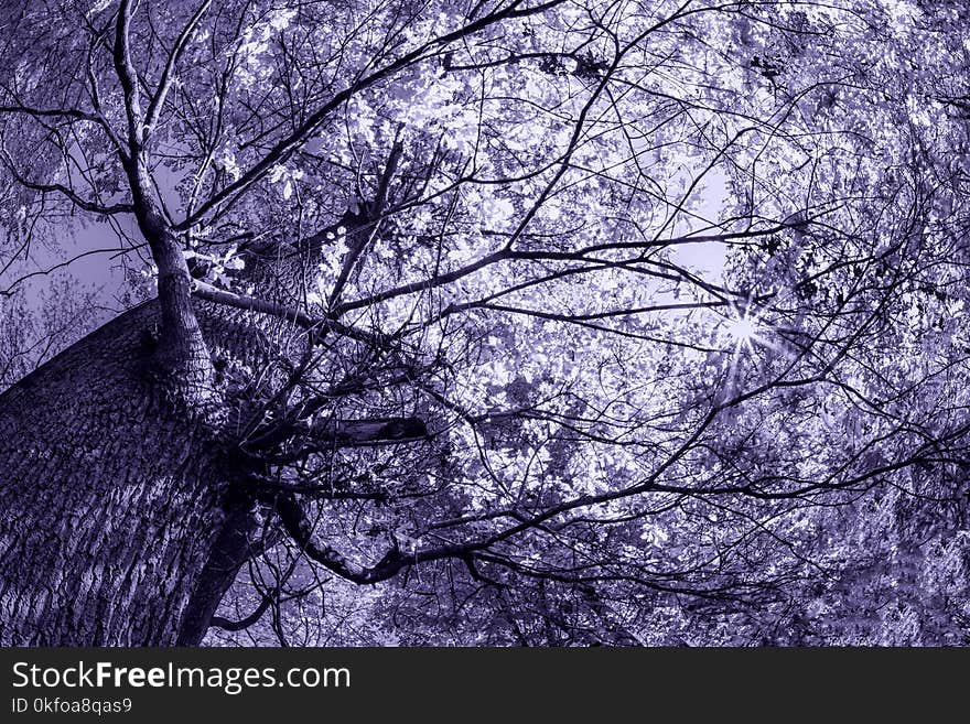 Spooky tree in the cemetery - cyanotype