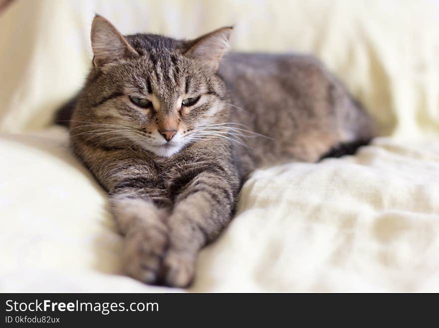 Beautiful gray cat lying on the bed stretching his legs,with half-closed eyes