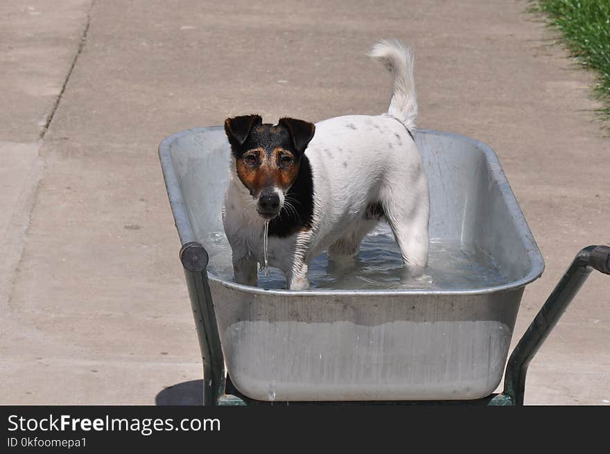 Beautiful dog playing in water in improvised pool. Beautiful dog playing in water in improvised pool