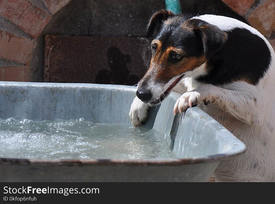 Beautiful dog playing in water in improvised pool. Beautiful dog playing in water in improvised pool