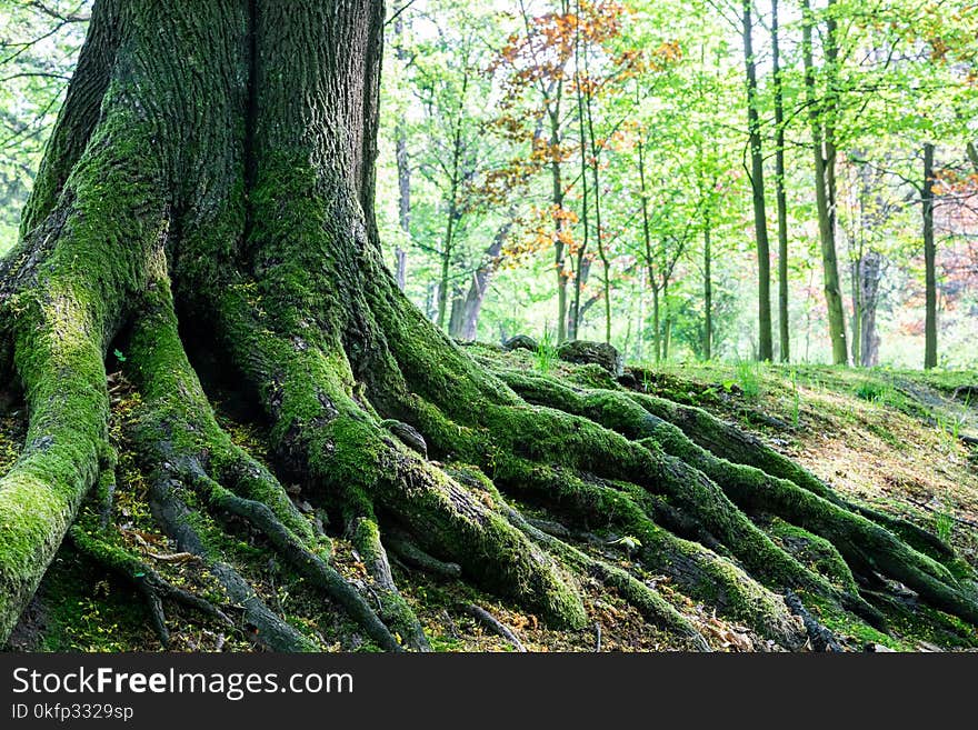 Big tree roots in the forest