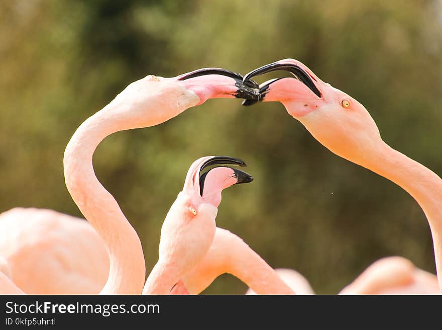 Pink flamingo kiss