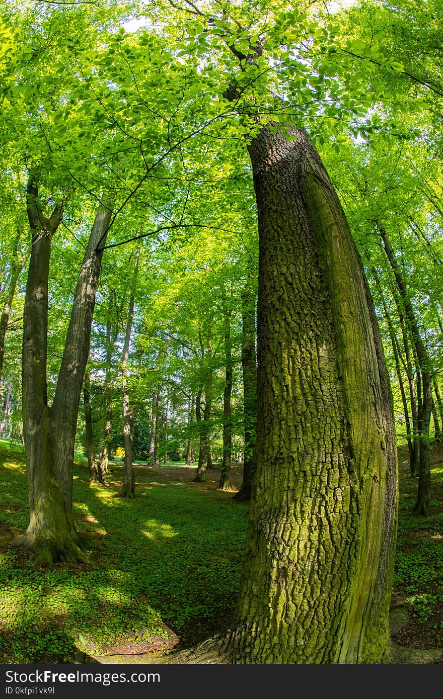 Spooky Tree In The Forest