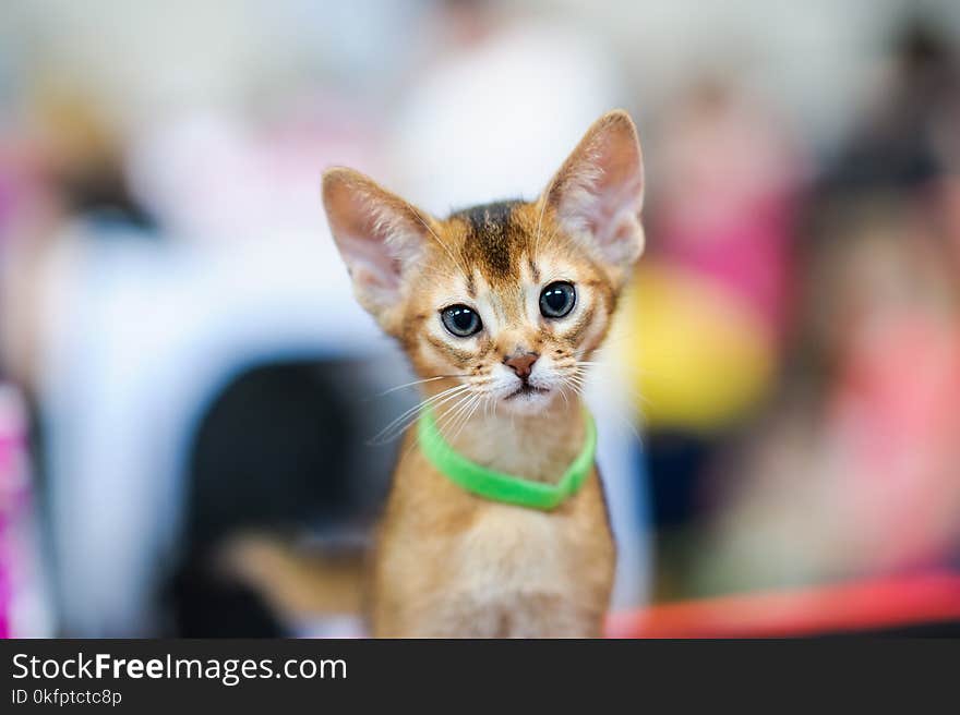 Funny cat on the blurred background