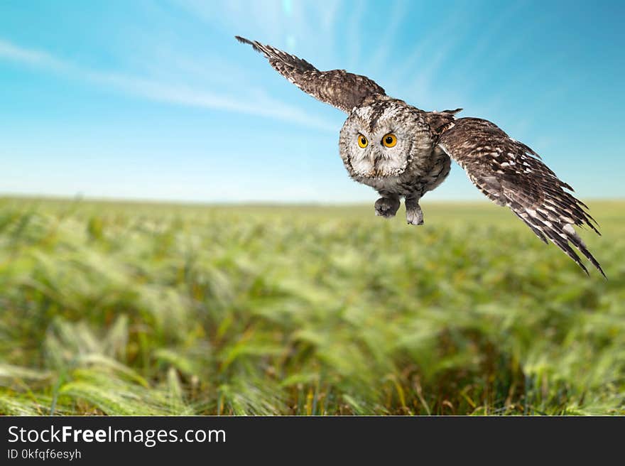 Owl eye black bird wise prey power