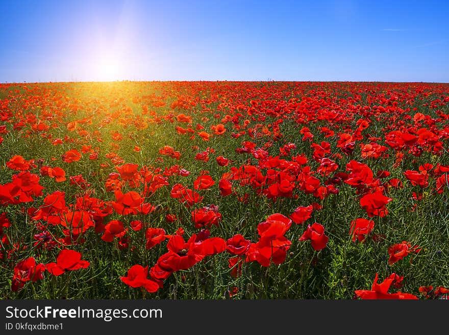 A field of red poppies to the very horizon and a bright sun. A bright sunny day.