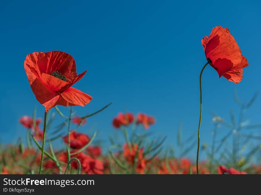 A field of red poppies to the very horizon and a bright sun. A bright sunny day.