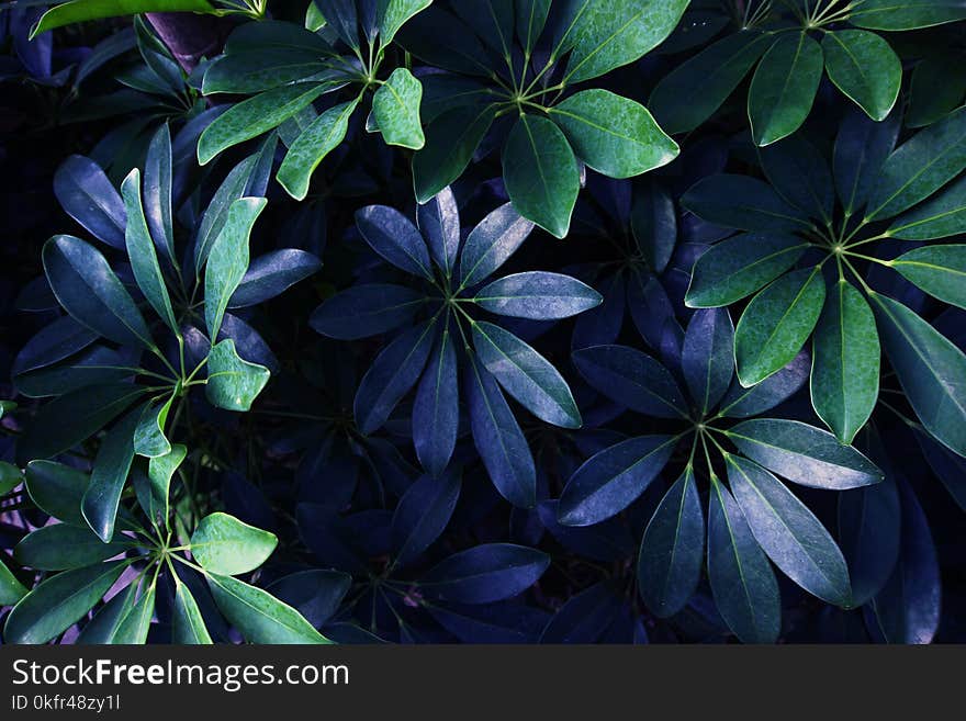 Vertical garden with tropical green leaf, contrast