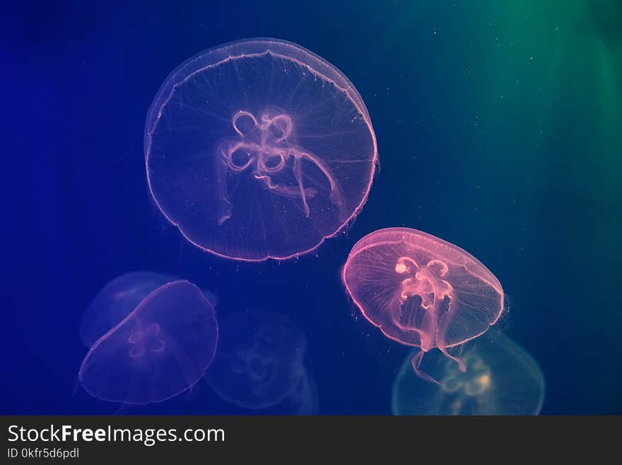 Jellyfish in neon light swimming in water. dark background