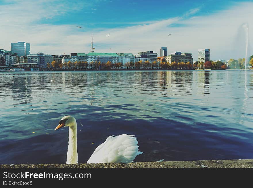 Alster swan autumn