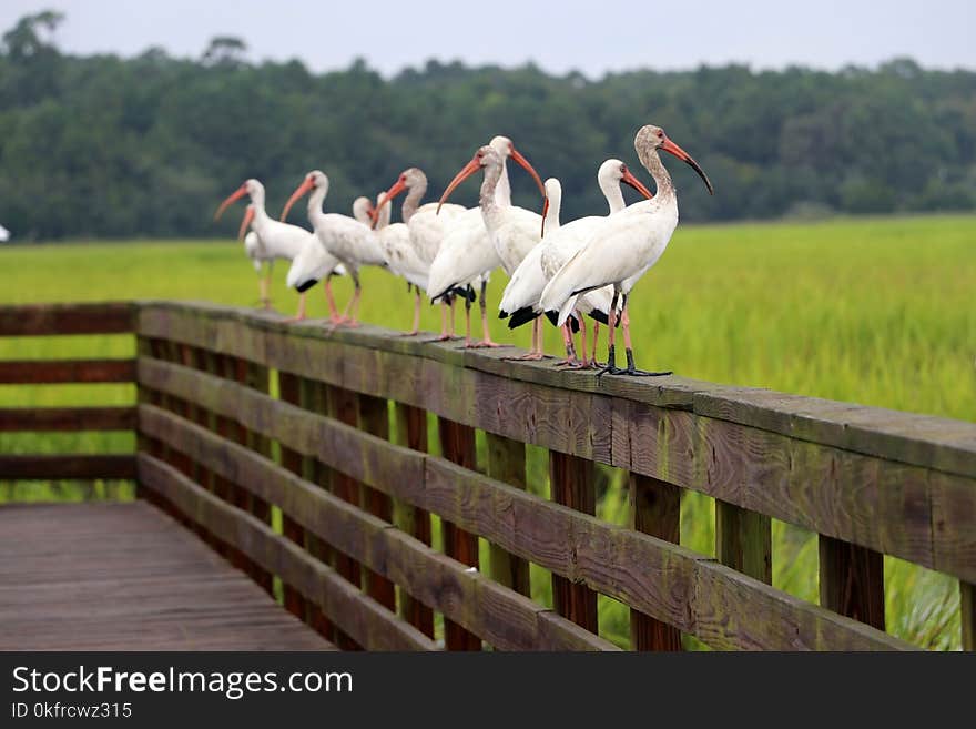 Wildlife scene with a lot of white ibises on a wooden boardwalk boundary at the extensive salted marsh in shallow depth of field. Huntington Beach State Park, Litchfield, South Carolina, USA, Myrtle Beach area. Wildlife scene with a lot of white ibises on a wooden boardwalk boundary at the extensive salted marsh in shallow depth of field. Huntington Beach State Park, Litchfield, South Carolina, USA, Myrtle Beach area.