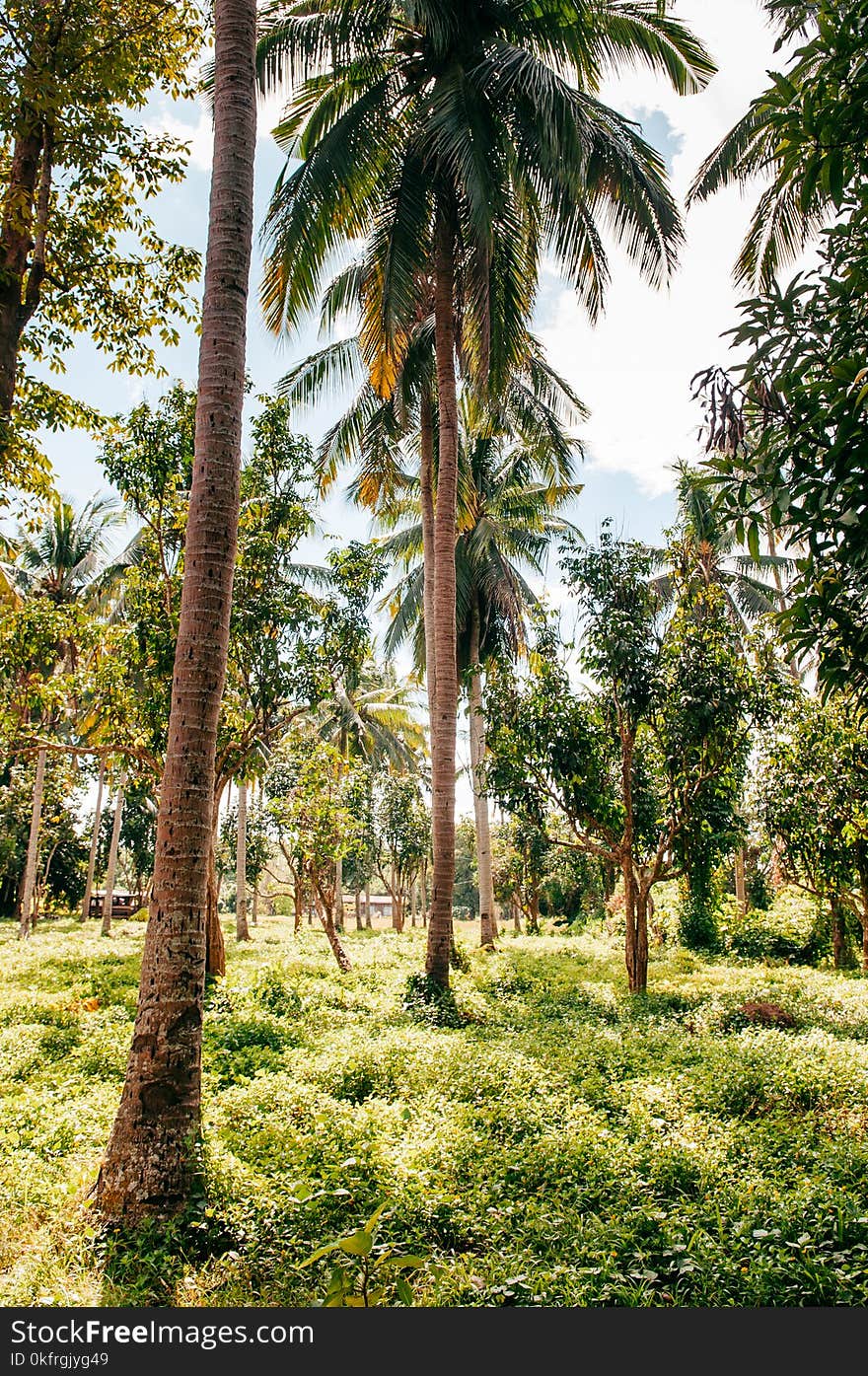 Tropical coconut garden in Southeast Asia country, Local coconut tree and farm Thailand, Cambodia, Phillippines