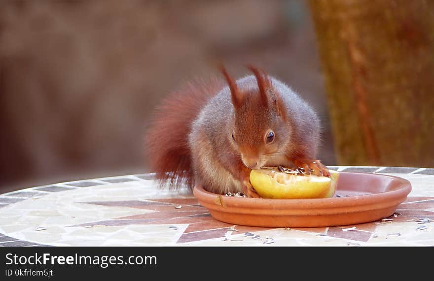 Mammal, Fauna, Domestic Rabbit, Squirrel