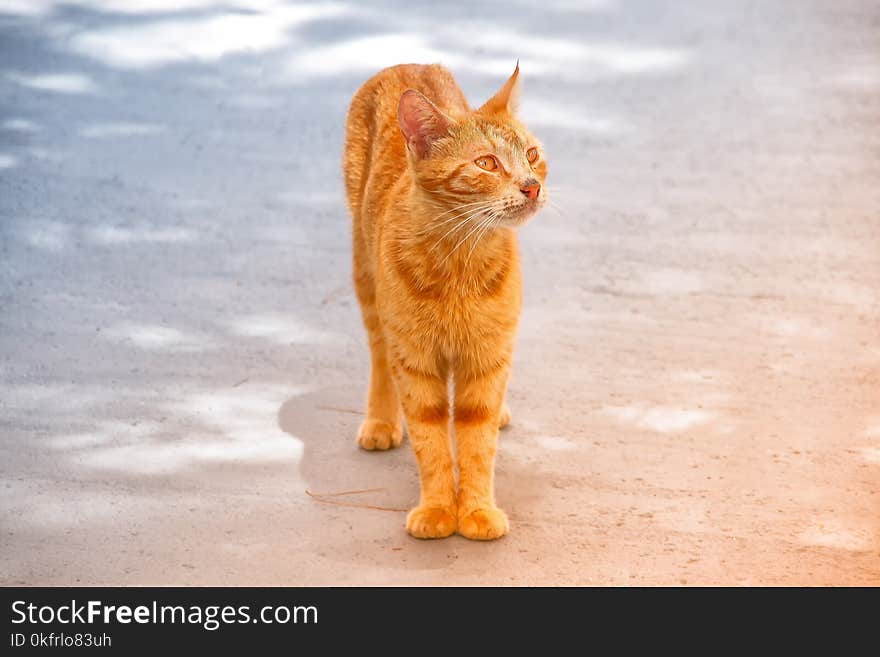 Cat, Small To Medium Sized Cats, Whiskers, Fauna