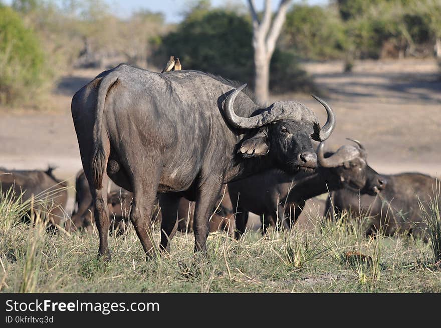 Wildlife, Wildebeest, Terrestrial Animal, Horn