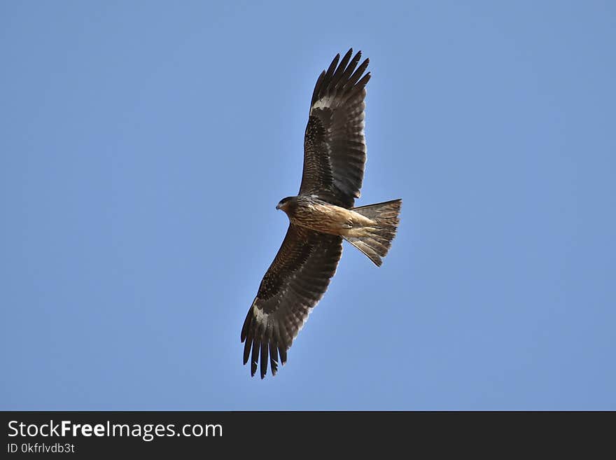 Accipitriformes, Eagle, Bird, Buzzard