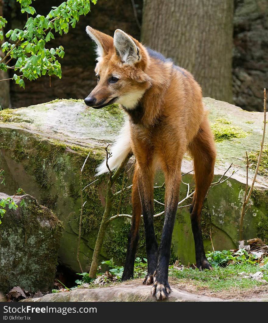 Wildlife, Fauna, Fox, Red Fox