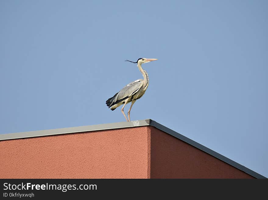 Bird, Sky, Fauna, Beak