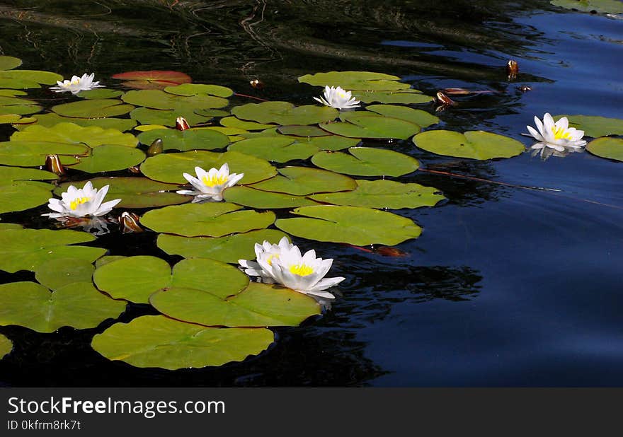 Flower, Water, Plant, Reflection