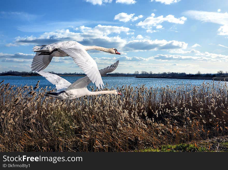 Sky, Water, Bird, Seabird