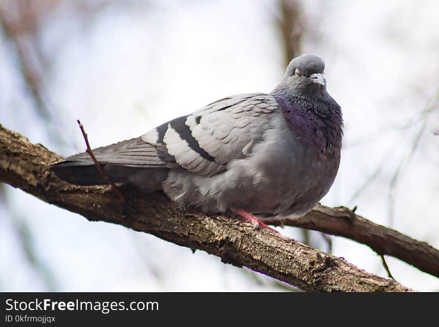 Bird, Pigeons And Doves, Stock Dove, Fauna