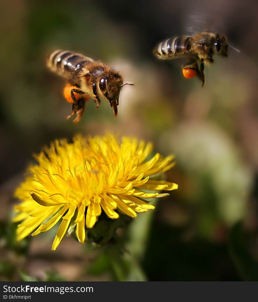 Honey Bee, Bee, Insect, Flower