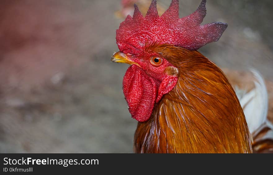 Chicken, Red, Beak, Rooster