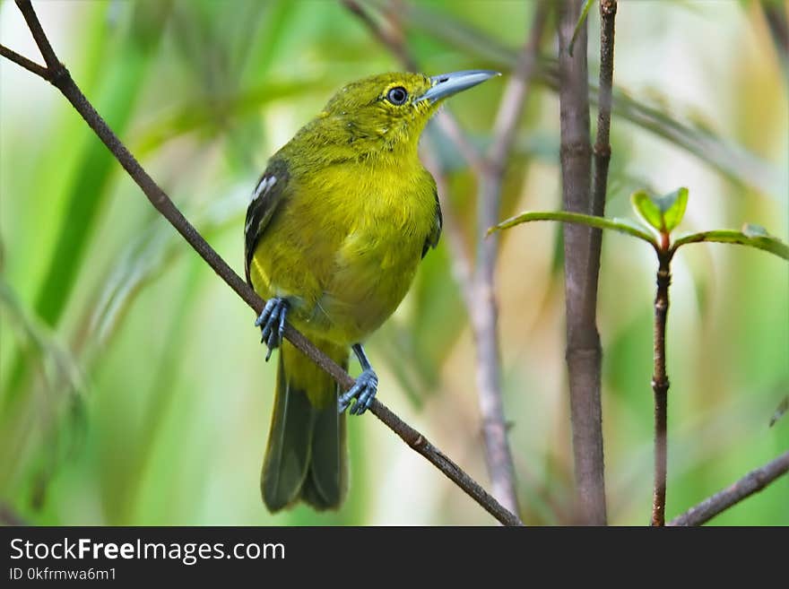 Bird, Fauna, Beak, Wildlife