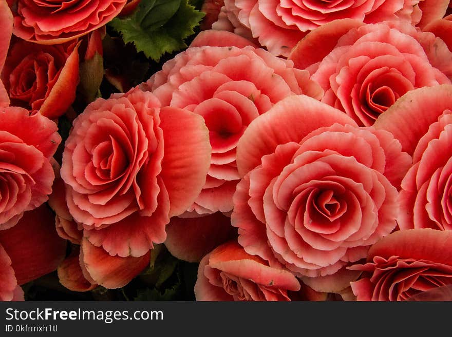 Garden Roses, Rose, Flower, Pink