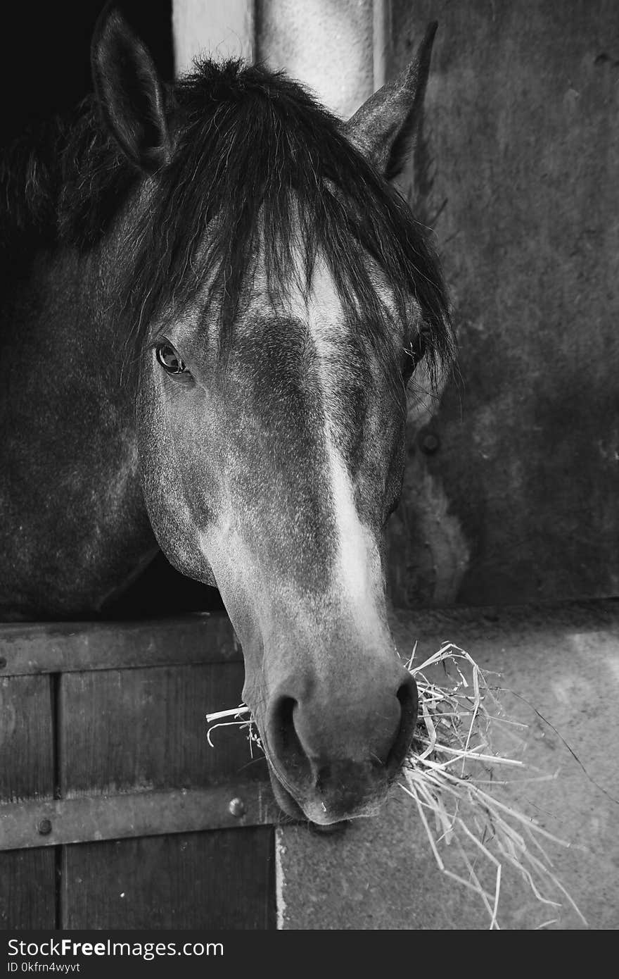 Horse, Black, Black And White, Mane