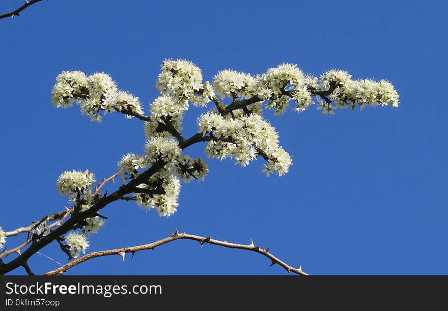 Sky, Branch, Tree, Blossom