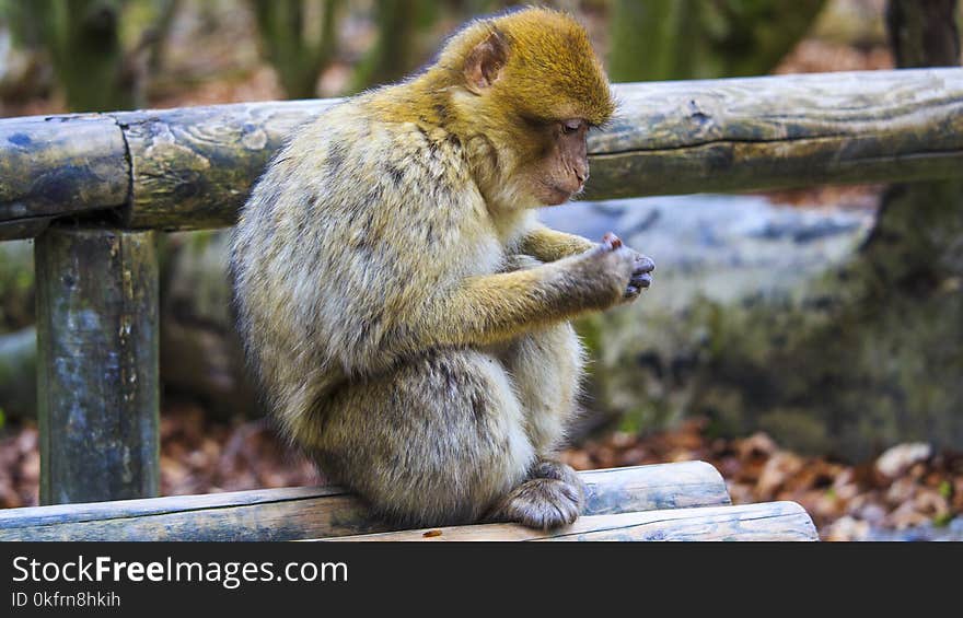 Macaque, Mammal, Fauna, Primate