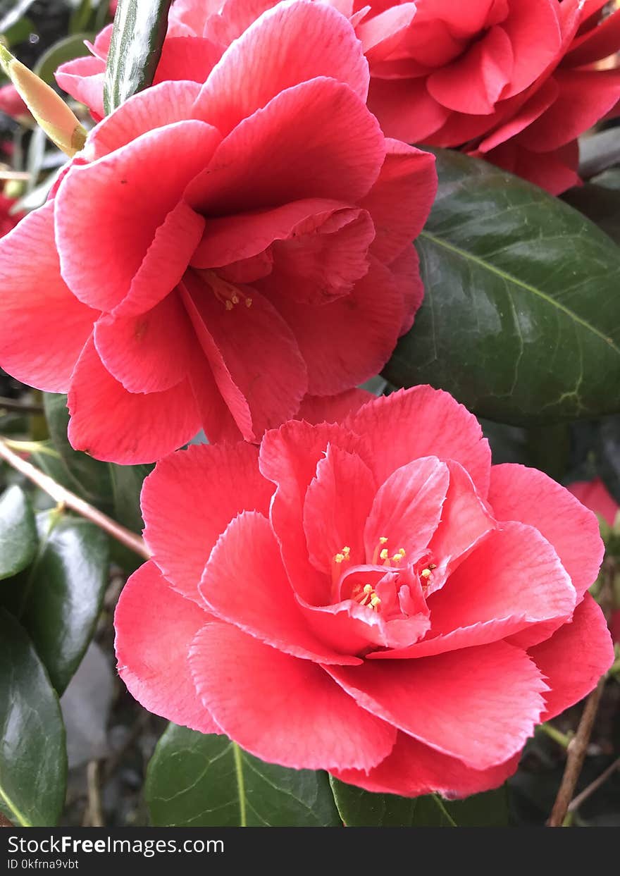 Flower, Plant, Flowering Plant, Japanese Camellia