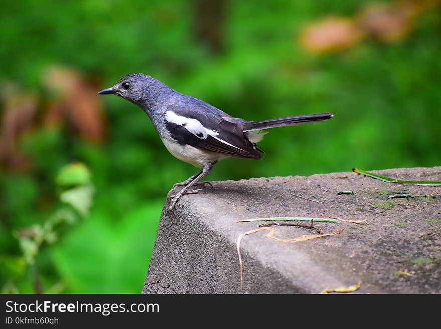 Bird, Fauna, Beak, Old World Flycatcher